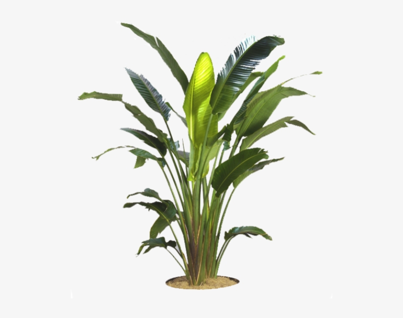 Bird Of Paradise Png, transparent png download