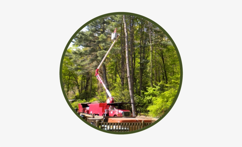 A Cut Above Tree Service Llc - Connecticut, transparent png download