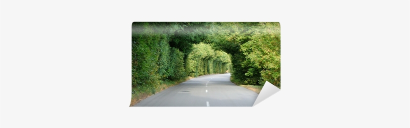 Green Tunnel In The Trees Above Road Wall Mural • Pixers® - Tunnel, transparent png download