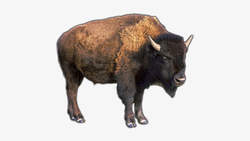 Water Buffalo Png Pic - Buffalo Png, transparent png download