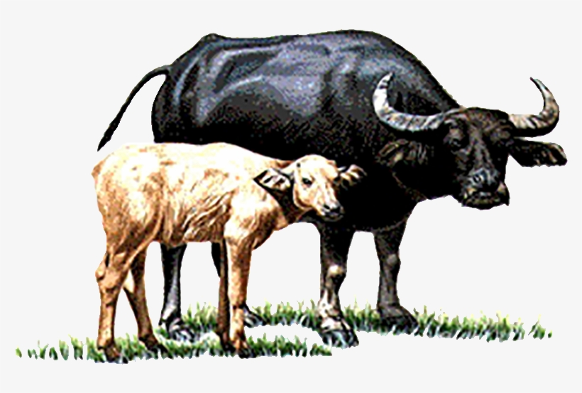 Water Buffalo Cattle Calf You Have Two Cows - Buffalo With Calf Png, transparent png download