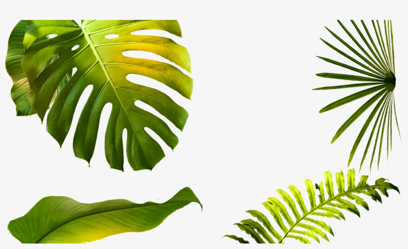 “it's Always An Honor And A Blessing To Just Have An, transparent png download