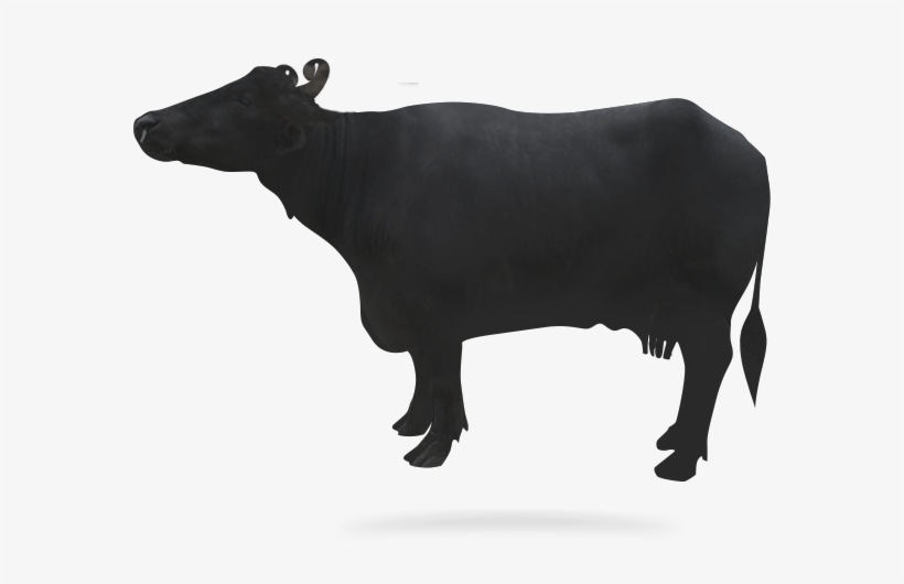Buffalo-image - Bull, transparent png download