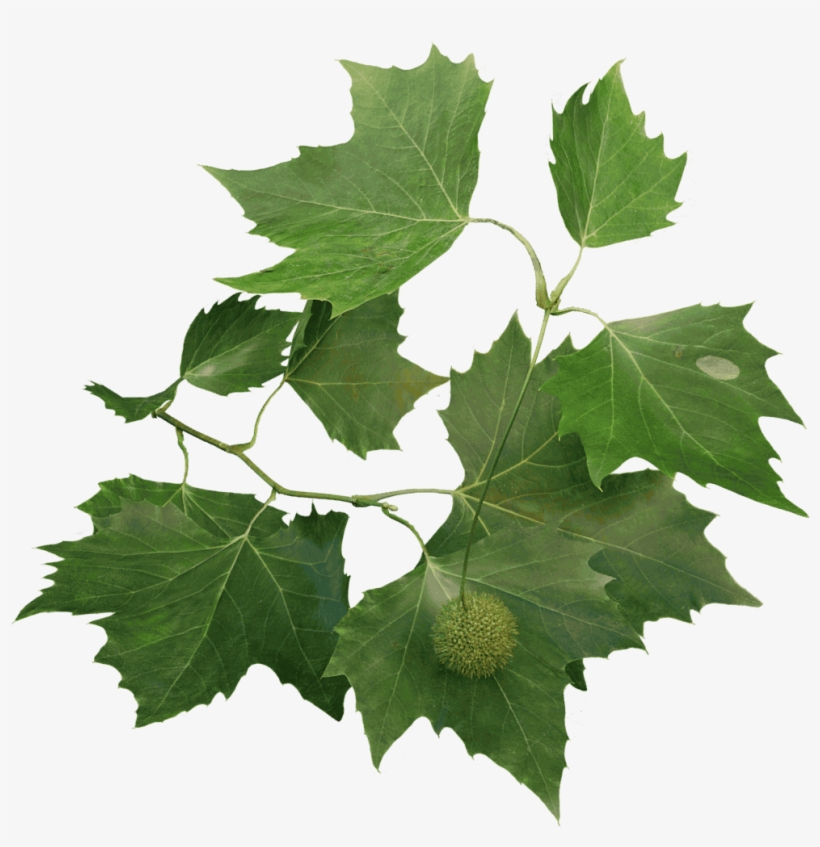 London Plane - London Plane Tree Leaf, transparent png download