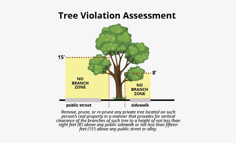 Tree, transparent png download