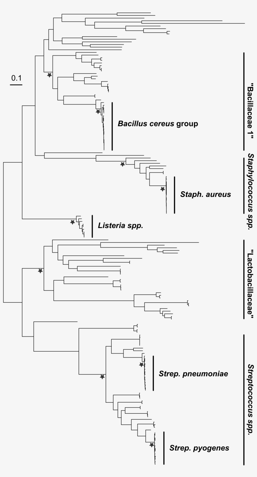 Bacillitree, transparent png download