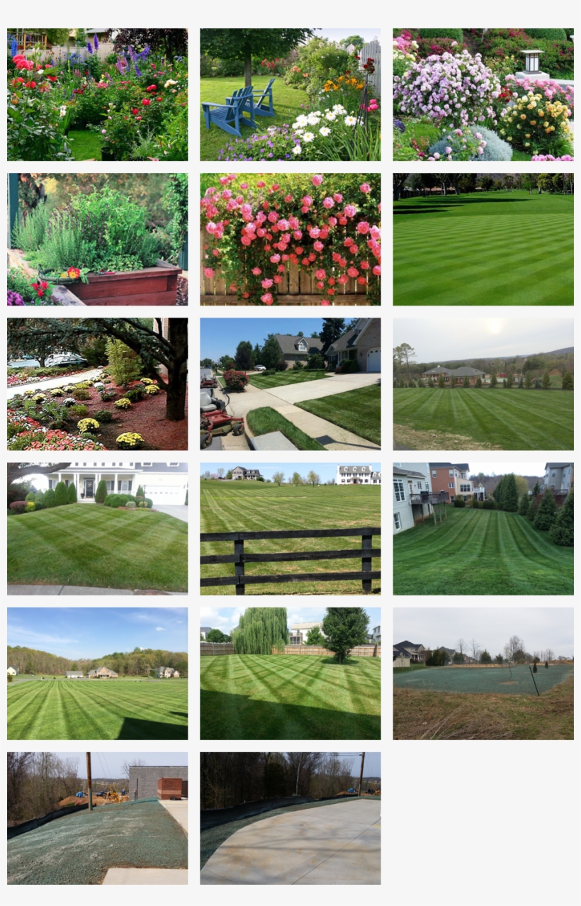 Lawn Care - , Polyantha Rose, Chinese Flower Seeds ,climbing Roses, transparent png download