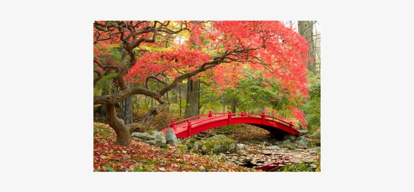 Red - Temas Bridges In Autumn, transparent png download