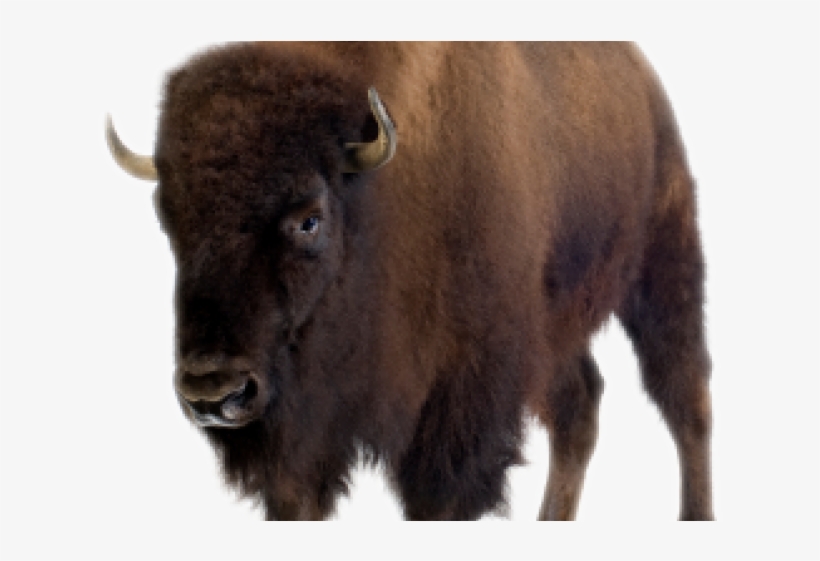 Bison Transparent PNG - 640x480 - Free Download on NicePNG