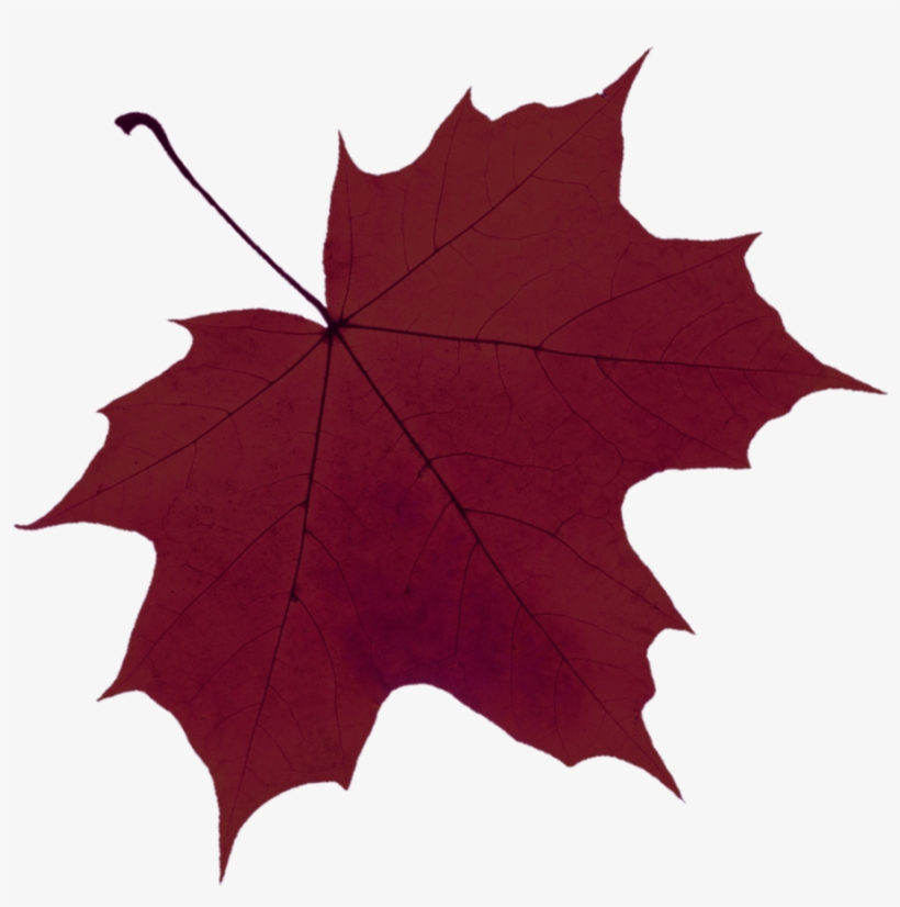 Leaf-red - Autumn, transparent png download