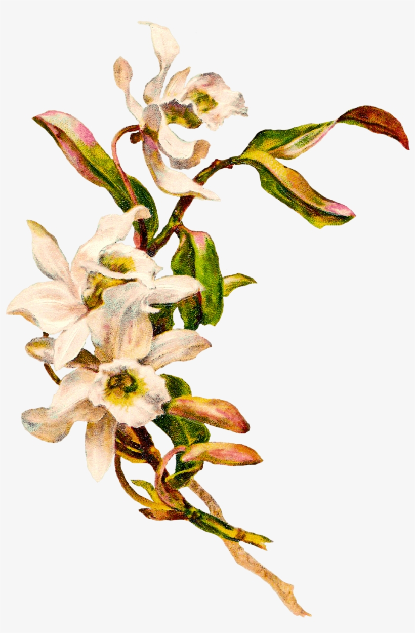 Victorian Vintage Flowers - Plant Mockup Png, transparent png download