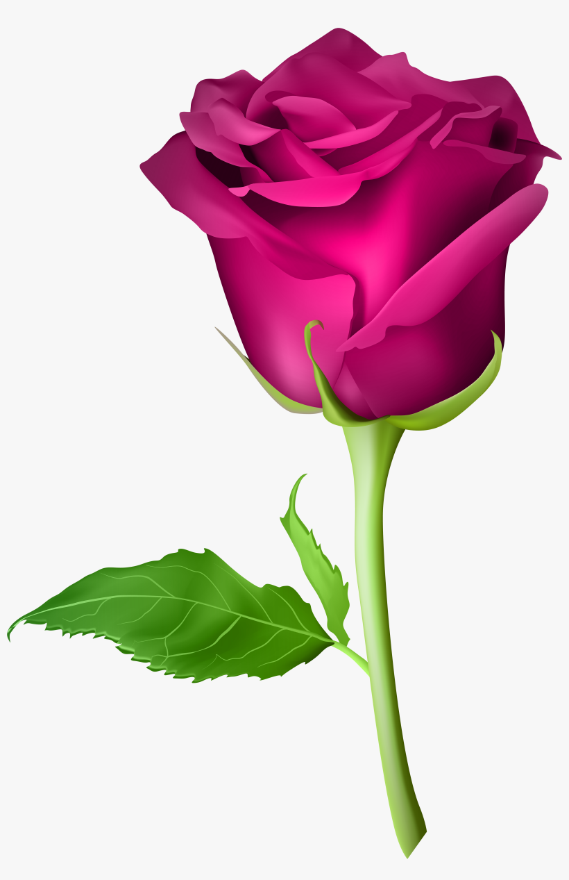 Orange Roses, Purple Roses, Image Transfers, Rose Images, - Purple Rose Clip Art, transparent png download