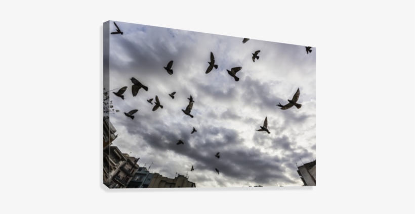 Silhouetted Flock Of Birds Flying Against A Cloudy - Printscapes Wall Art: 36" X 24" Canvas Print With Black, transparent png download