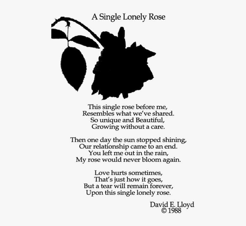 Photo - Photograph, transparent png download