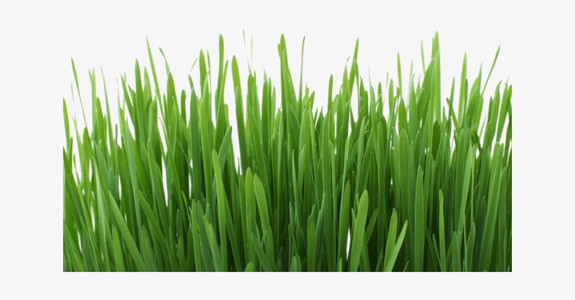 Required Options - Grass Editing Background, transparent png download
