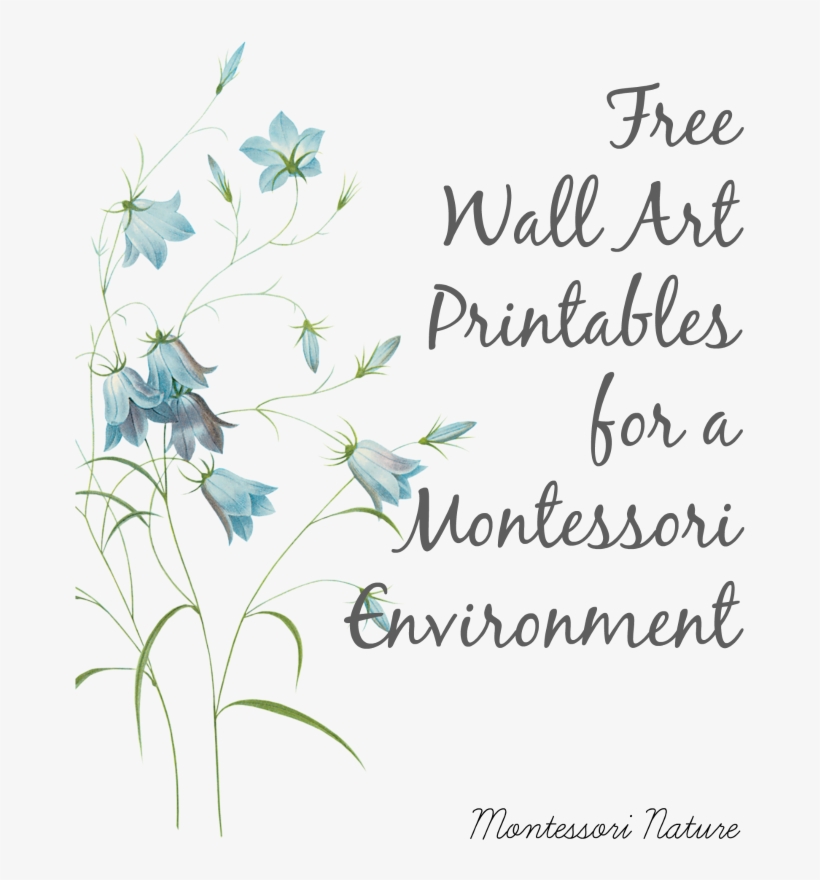 Free Wall Art Printables For A Montessori Environment - Pierre Joseph Celestin Redouté Campanule Clochette, transparent png download