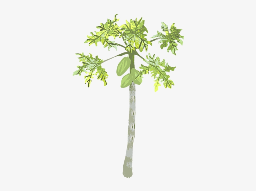 One Of The Biggest Challenges With Papaya Farming In - Papaya Tree Clipart Png, transparent png download