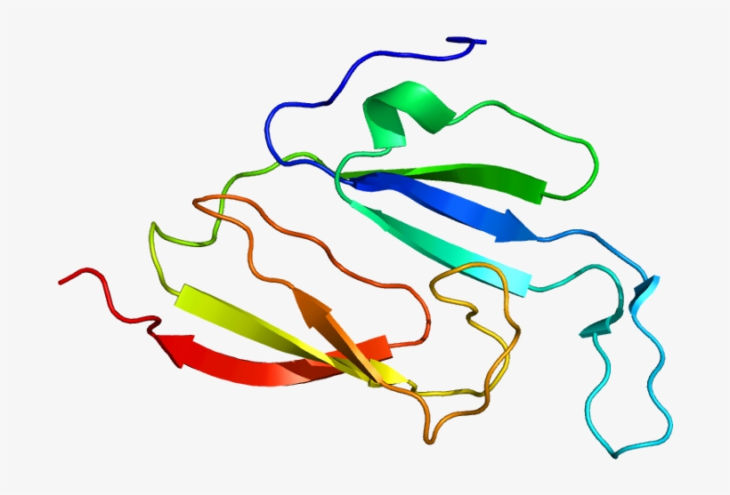 Protein Mvp Pdb 1y7x, transparent png download