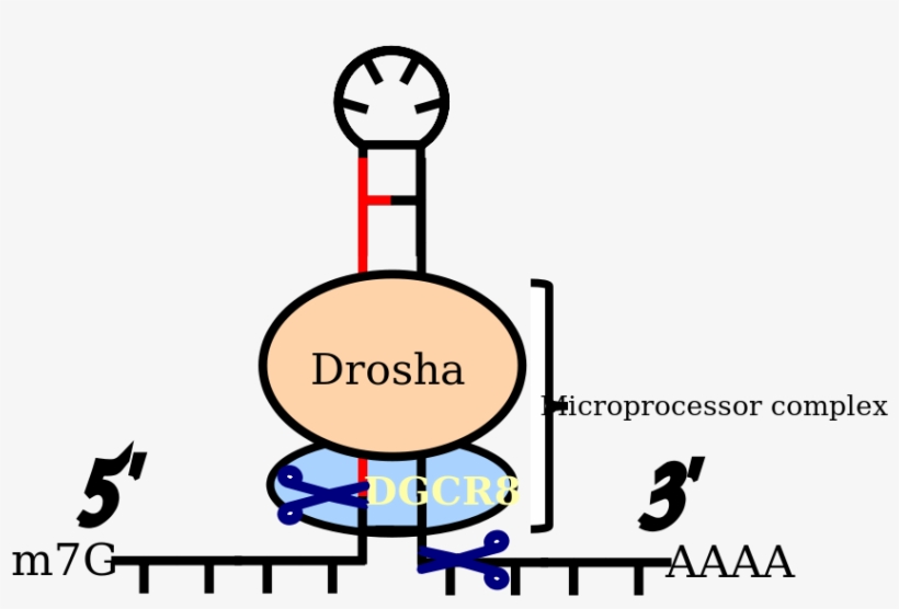 Cleavage By Microprocessor Complex Products Pre-mirna, transparent png download