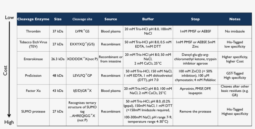 Additional Cleavage Enzymes, transparent png download