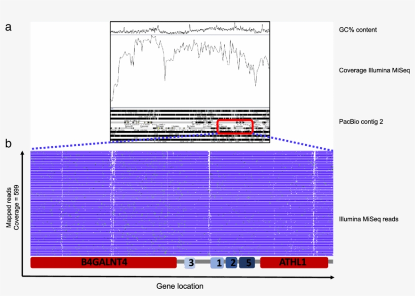 Artemis Coverage And Stack View Of Illumina Miseq Reads, transparent png download
