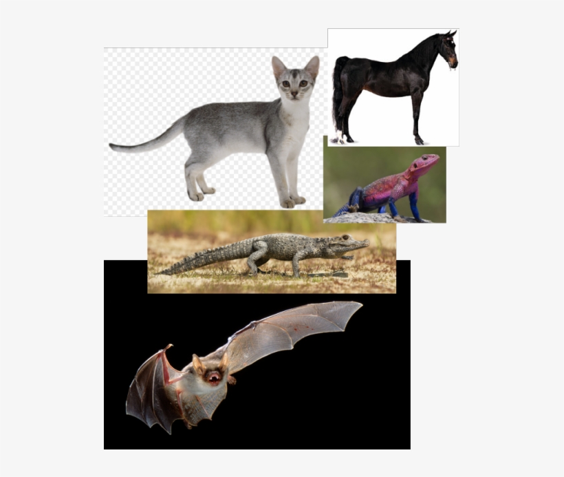 I Just Know How Cats Move Realllyyyyy Welll So I Like, transparent png download