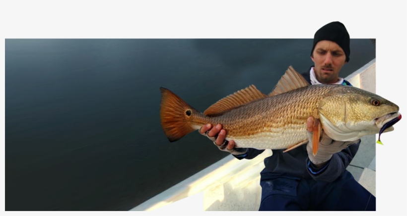 “these Guys Are So Nice, transparent png download