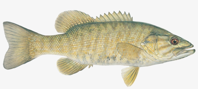 Eaten By Humans, Largemouth Bass And Raccoon,s, transparent png download