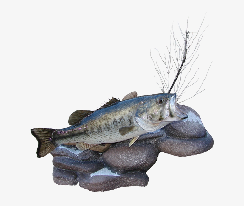 Largemouth Bass Mount, transparent png download