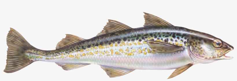 Https - //daks2k3a4ib2z - Cloudfront - 02 Alaska Pollock-500, transparent png download