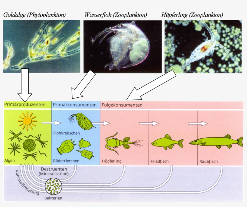 Download Build A Brand In 30 Days, transparent png download