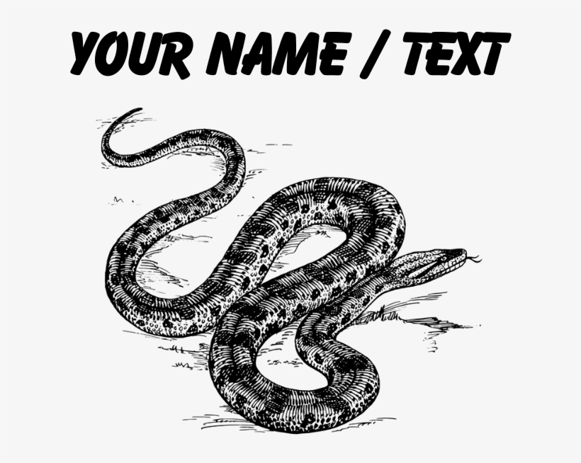 Custom Anaconda Snake Drinking Glass, transparent png download