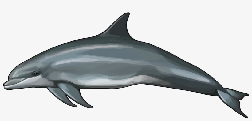 Delfin Png, transparent png download