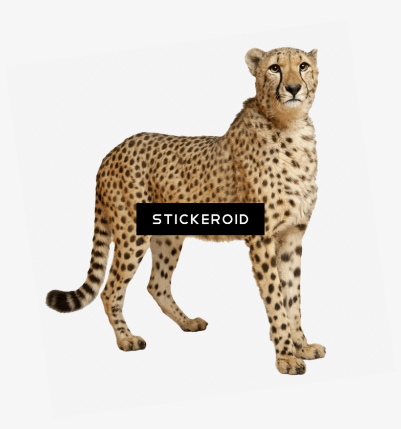 Cheetah Running, transparent png download