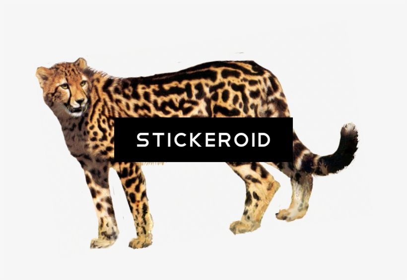 Cheetah, transparent png download