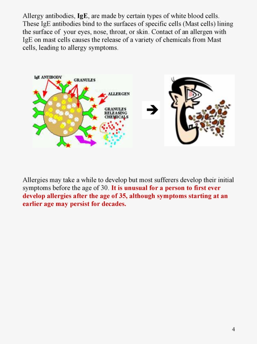 Allergy Antibodies, Ige, Are Made By Certain Types, transparent png download