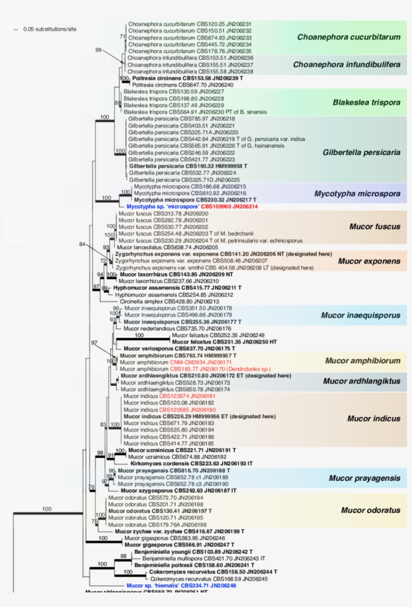 Raxml Phylogram Of The Mucor Amphibiorum Group And, transparent png download