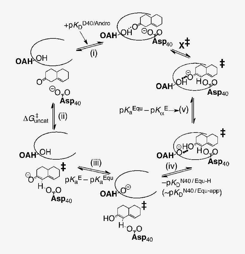 Dissociation Of Androstene From Ksi, transparent png download