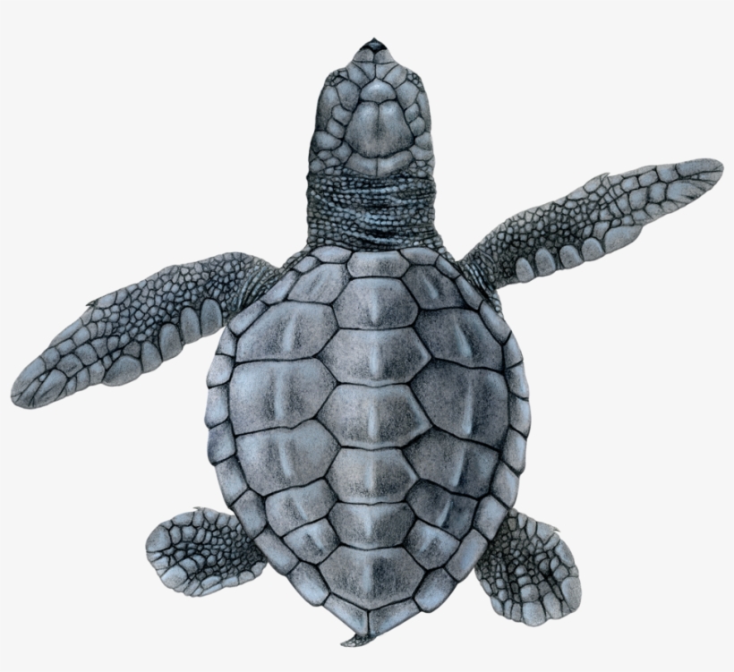 Olive Ridley Hatchling, transparent png download