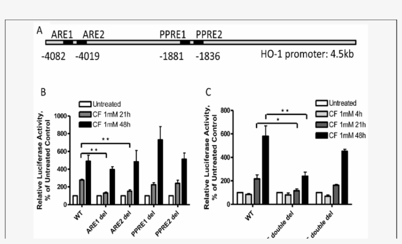The Ares Mediate Clofibrate Induced Ho 1 Gene Promoter, transparent png download