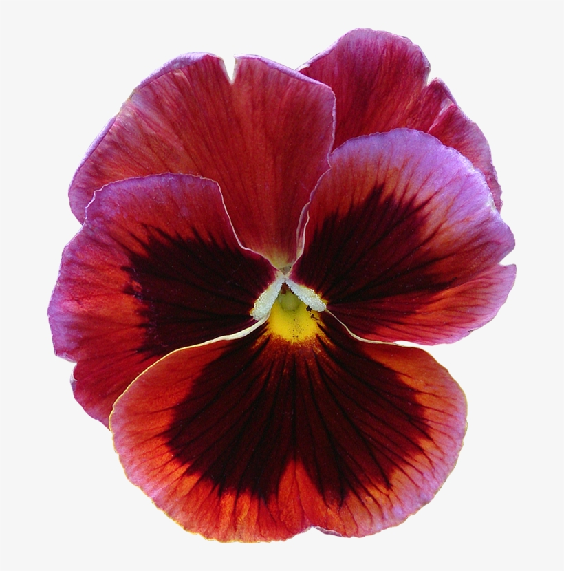 Fleur15 Pensee Photo, transparent png download
