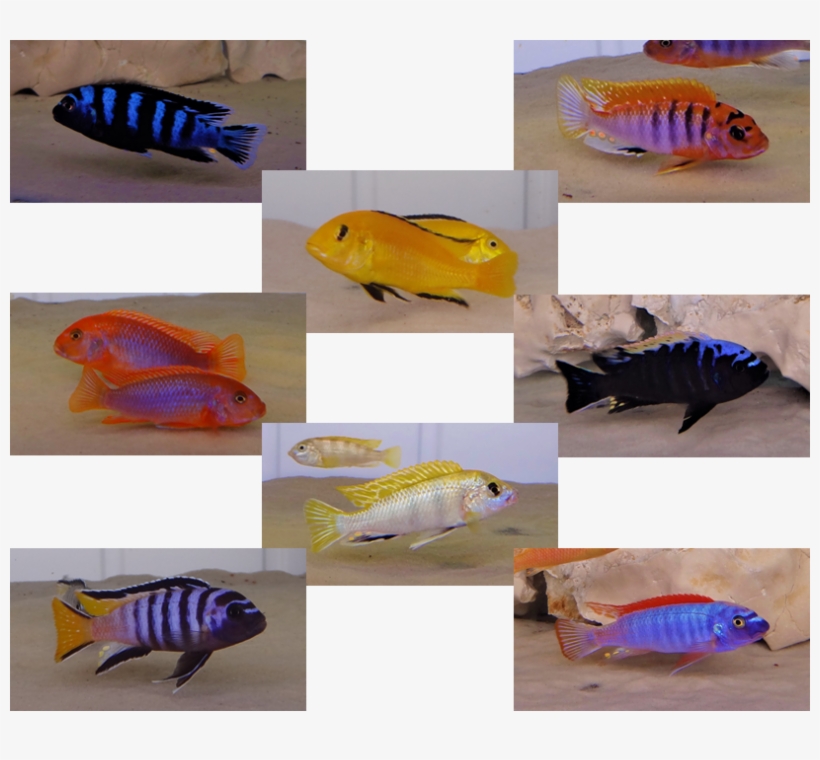 1, transparent png download