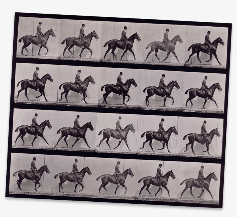 A Horse Moving Captured In Many Frames On This Contact, transparent png download