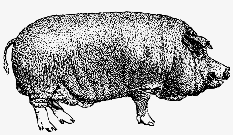 Catering With Naughty Pig, transparent png download