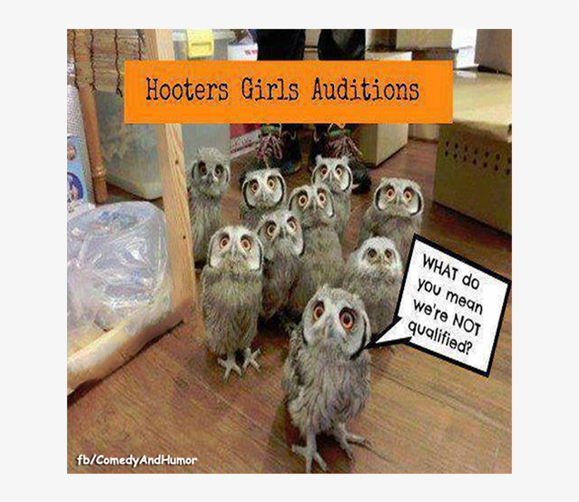 Owls Auditioning For Hooters, transparent png download