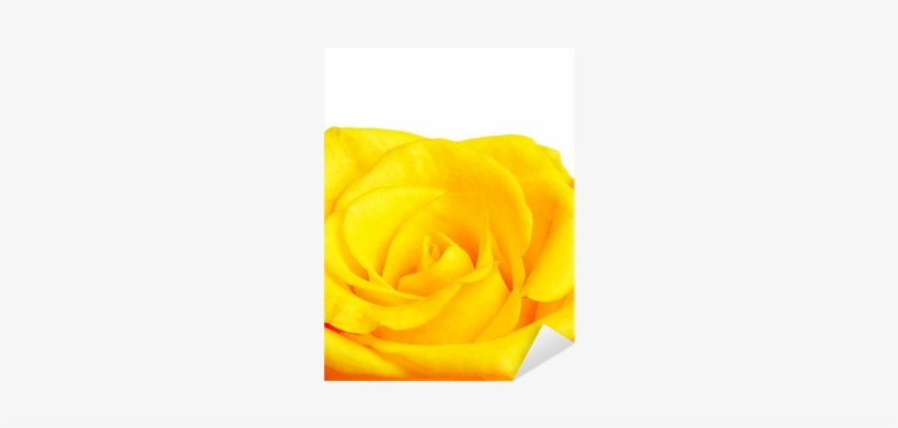 Garden Roses, transparent png download