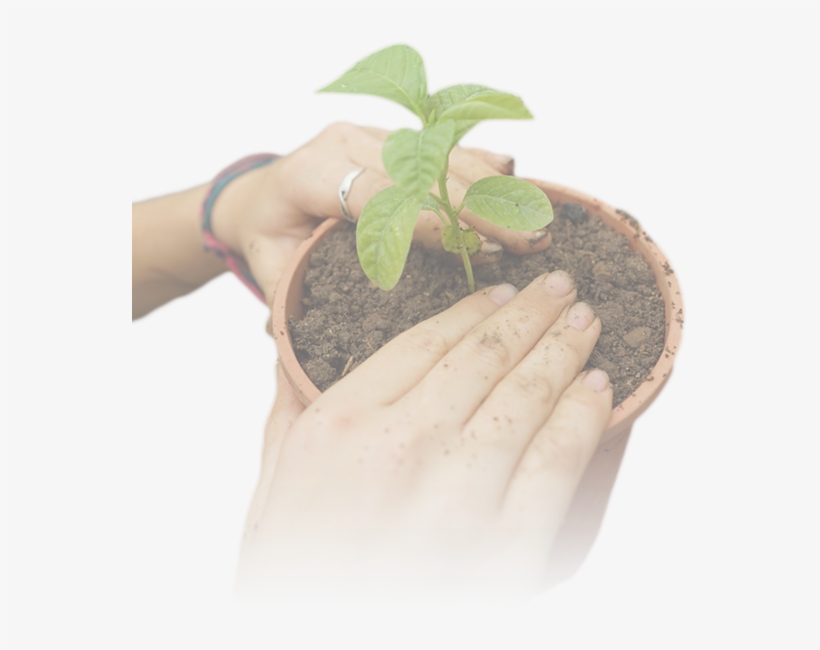 Agroecology And - Houseplant, transparent png download
