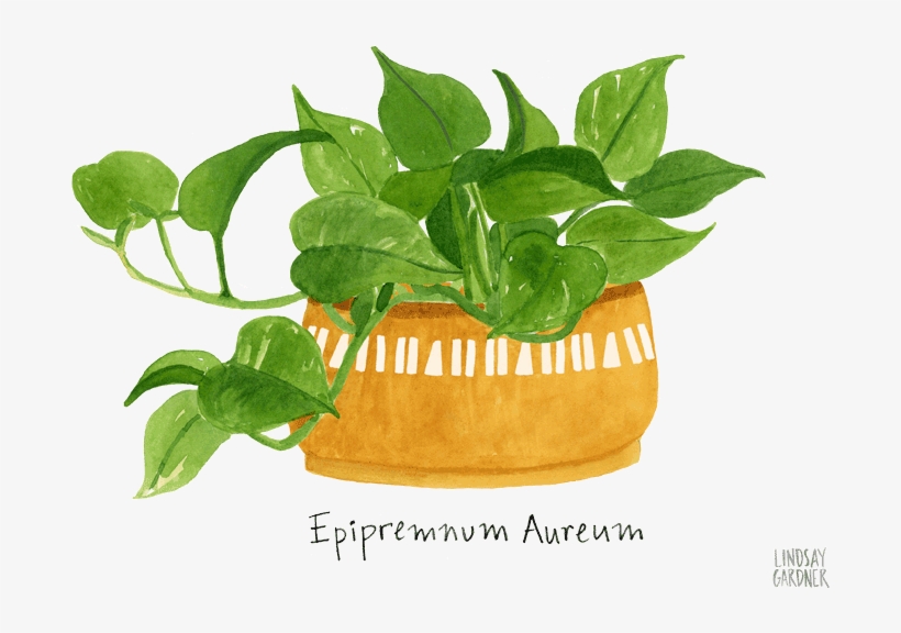 "epipremnum Aureum" Watercolor Painting For Flow Magazine - Lindsay Gardner Illustrations, transparent png download