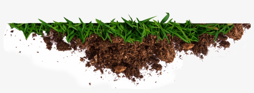 Get The Dirt On Better Gardening And Greener Living - Root, transparent png download