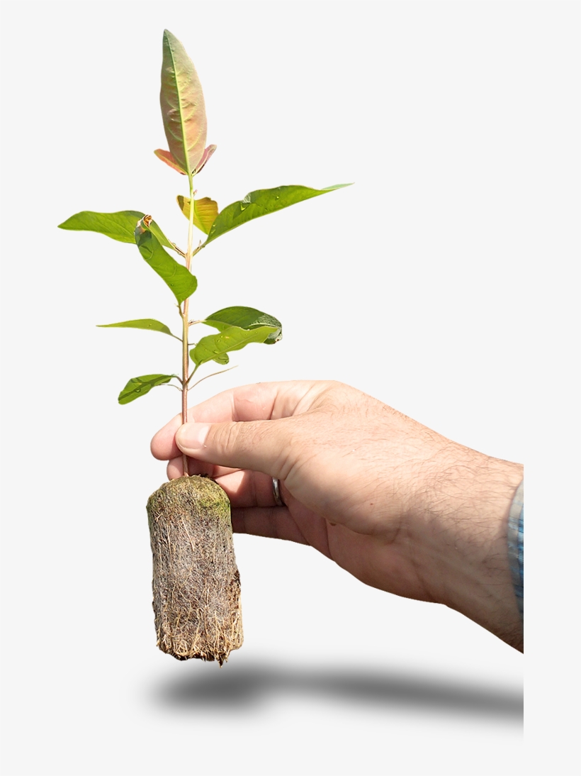 Png Biomass - Biomass Png, transparent png download